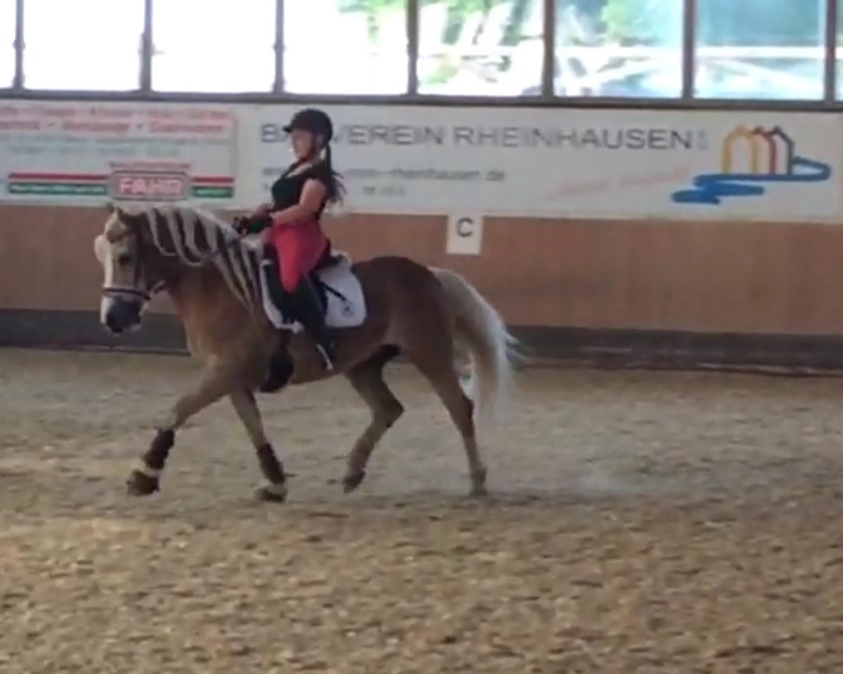 Dressurpferd No More Mr. Nice Guy (Haflinger, 2005, von Nokia)