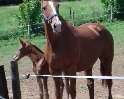 broodmare Rieke (Westphalian, 2002, from Bmc Roman Nature)