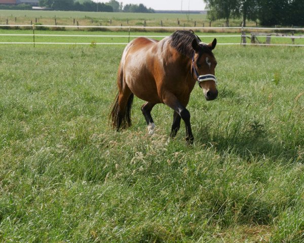 broodmare Nacome (German Riding Pony, 2002, from Welcome Sympatico)