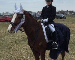 dressage horse Don Diego 75 (German Riding Pony, 2004, from Don Nobel)