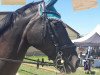 jumper Black Curl (Oldenburg show jumper, 2006, from Balou du Rouet)