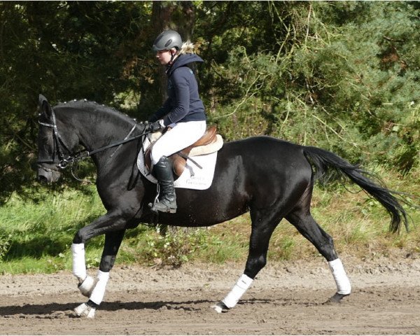 Pferd Herzsonne (Mecklenburger, 2013, von Herzberg)