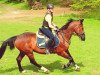 jumper Balando (Oldenburg show jumper, 2003, from Baloubet du Rouet)