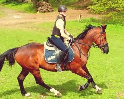 jumper Balando (Oldenburg show jumper, 2003, from Baloubet du Rouet)