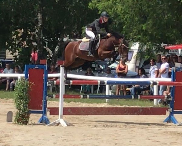 jumper Fan T (German Riding Pony, 2011, from For Next Generation)