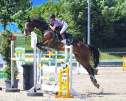 jumper Sir Sheldon Cooper 2 (Hanoverian, 2010, from Stakkato Gold)