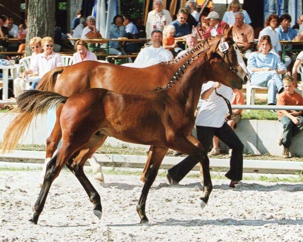 horse Cosino (Bavarian,  , from Cosino B)