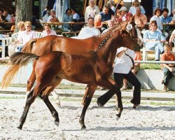 Pferd Cosino (Bayer,  , von Cosino B)