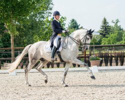 dressage horse Garibaldi 90 (Trakehner, 2006, from Distelzar)