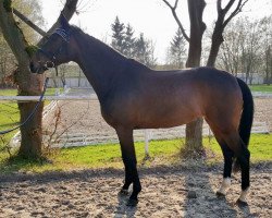 Springpferd Scapa Flow 9 (Deutsches Sportpferd, 2010, von Quality Boy)