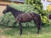 broodmare Quality Girl 9 (German Warmblood, 2013, from Quality Time)