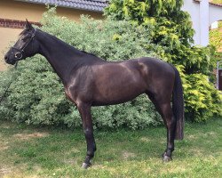 broodmare Quality Girl 9 (German Warmblood, 2013, from Quality Time)