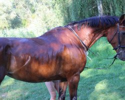 jumper Anky (German Sport Horse, 2004, from Al Cantino)