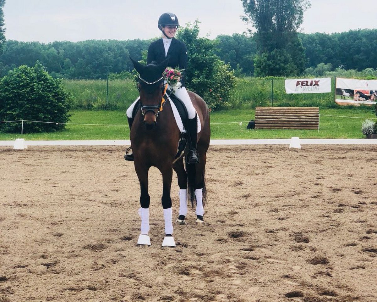 dressage horse Akuna Matata CH (Westphalian, 2013, from Arpeggio)