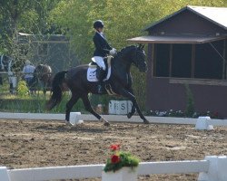 dressage horse Dantes Dark Passion (Oldenburg, 2013, from Dante Weltino Old)