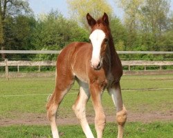 Springpferd Heaven Rock H (Westfale, 2018, von Hickstead White)