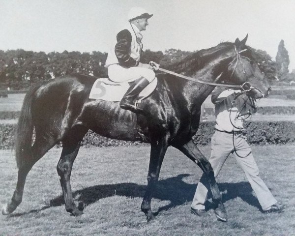 stallion Nevado xx (Thoroughbred, 1966, from Hethersett xx)