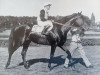 horse Nevado xx (Thoroughbred, 1966, from Hethersett xx)