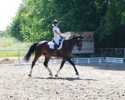 dressage horse Calidad 3 (Zweibrücken, 2006, from Corleone)