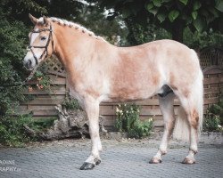 Pferd Batman (Haflinger, 2015, von Barolo)