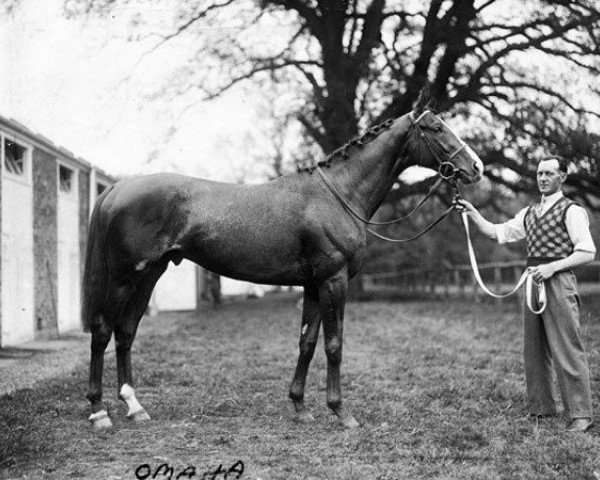 stallion Omaha xx (Thoroughbred, 1932, from Gallant Fox xx)