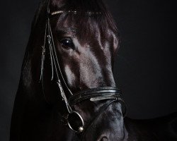 dressage horse Secret - Lover (Hanoverian, 2007, from Samarant)