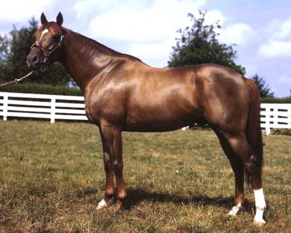 stallion Whirlaway xx (Thoroughbred, 1938, from Blenheim II xx)
