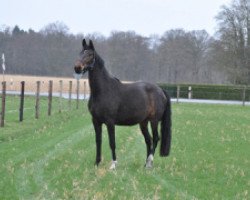 broodmare Delaluna (Hanoverian, 2014, from Don Index)