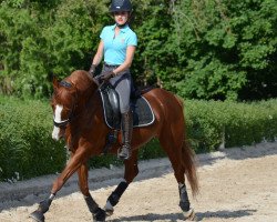 Dressurpferd Lady Ley Roest (Dänisches Reitpony, 2003)