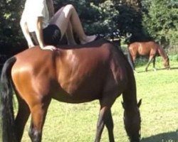 dressage horse Chico 897 (German Riding Pony, 2009, from Top Champy)