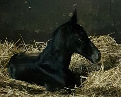 broodmare La Paloma W (Oldenburg, 2018, from Chacoon Blue)