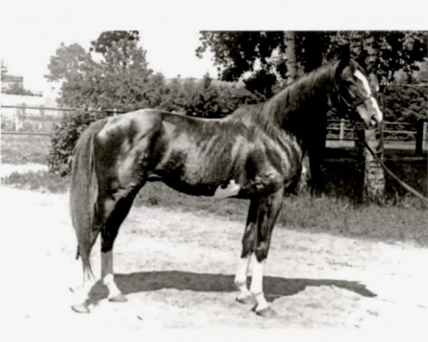stallion Master Magpie xx (Thoroughbred, 1905, from Gallinule xx)