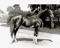 Deckhengst Master Magpie xx (Englisches Vollblut, 1905, von Gallinule xx)