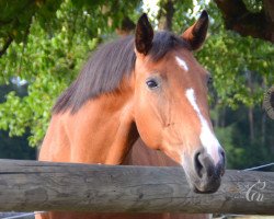 broodmare Haillie (Bavarian, 2006, from Royal Ascot)