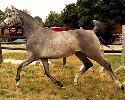 jumper Carina (Hanoverian, 2016, from Cristallo I)