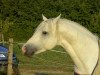 stallion Marvellous Simon (Connemara Pony, 2001, from Grange Surf Sparrow)