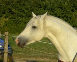 stallion Marvellous Simon (Connemara Pony, 2001, from Grange Surf Sparrow)