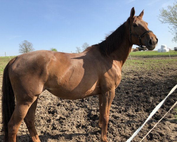 dressage horse Halali (Trakehner, 2011, from All Inclusive)