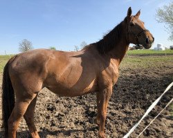 dressage horse Halali (Trakehner, 2011, from All Inclusive)