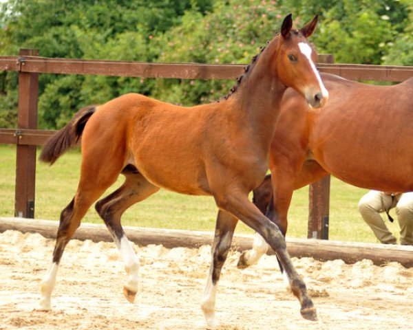 Dressurpferd Hengst von Freudenfest x Exclusiv (Trakehner, 2015, von Freudenfest)