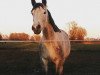 broodmare Con Tessa (German Sport Horse, 2008, from Con Sherry)