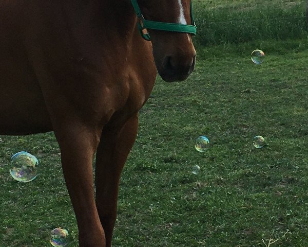 horse Whiskey Sangaree (Hanoverian, 2007, from Werlindo)