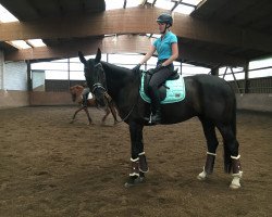 dressage horse Sansibar (Hessian Warmblood, 2007, from Sorento OLD)