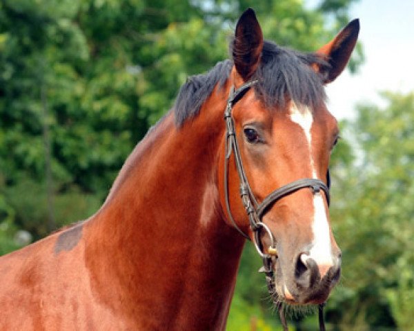 dressage horse Touré (Trakehner, 2010, from Freudenfest)