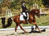 dressage horse Matze 12 (German Riding Pony, 2008, from Maccardo)