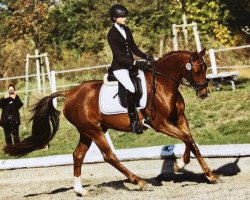 dressage horse Matze 12 (German Riding Pony, 2008, from Maccardo)