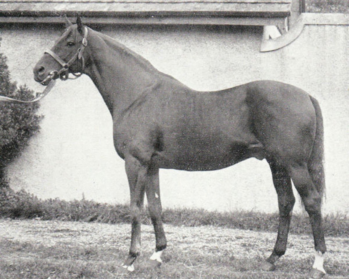 stallion Apron xx (Thoroughbred, 1920, from Son In Law xx)