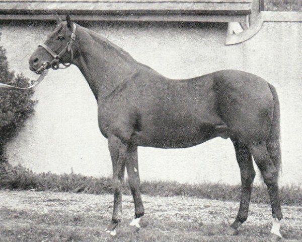 Pferd Apron xx (Englisches Vollblut, 1920, von Son In Law xx)