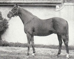 stallion Apron xx (Thoroughbred, 1920, from Son In Law xx)