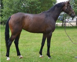 broodmare FBW Dottoressa (Württemberger, 2013, from Dr. Jackson D)